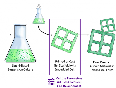 科學(xué)家開發(fā)出未來(lái)可生產(chǎn)生態(tài)友好型家具的新型3D雙色木材材料