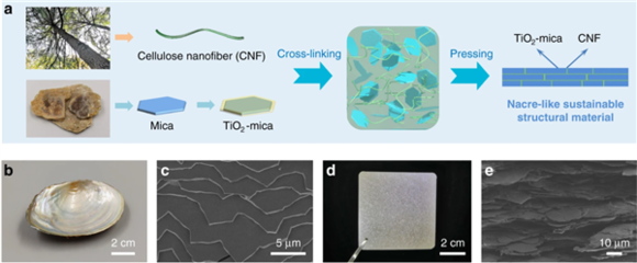 根治白色污染 中國(guó)科學(xué)家研制出可替代塑料的新材料